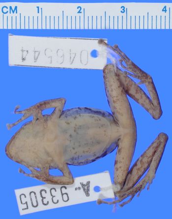 Media type: image; Herpetology A-93305